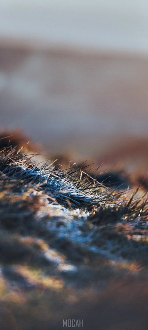 Frosty grass in morning light