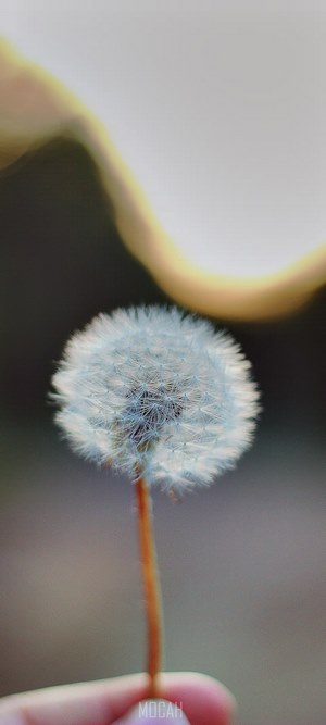 Person holding a dandelion