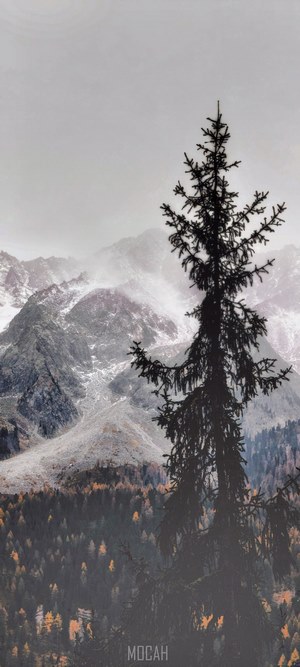 Silhouette of a pine tree against snowy mountains
