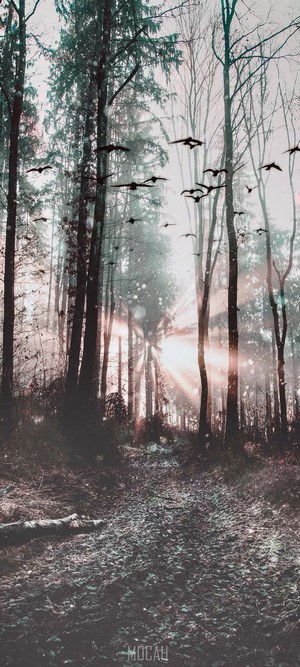 Birds flying through a sunlit forest path