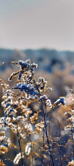 Frost-covered branches in a golden field