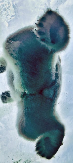 View from under a polar bear's paws