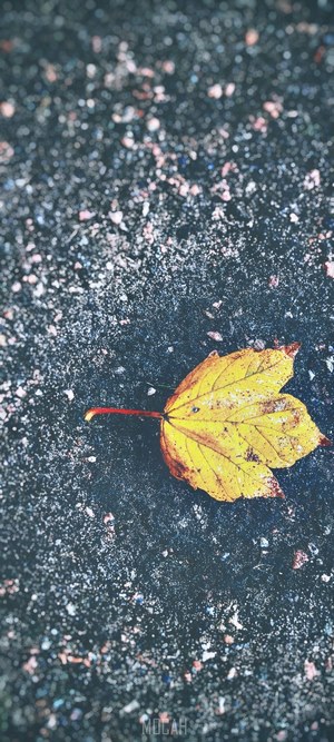 Yellow leaf on dark ground