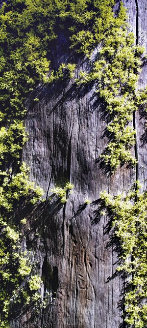 Moss growing on weathered wood