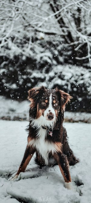Brown and white dog sitting in snow