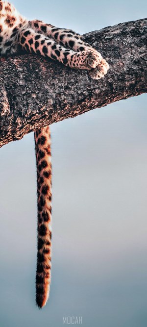 Leopard tail and paws hanging from a tree branch