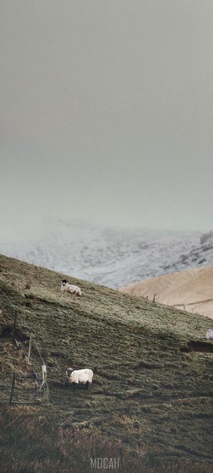 Sheep on a grassy hillside in winter
