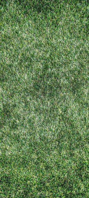 Green grass texture