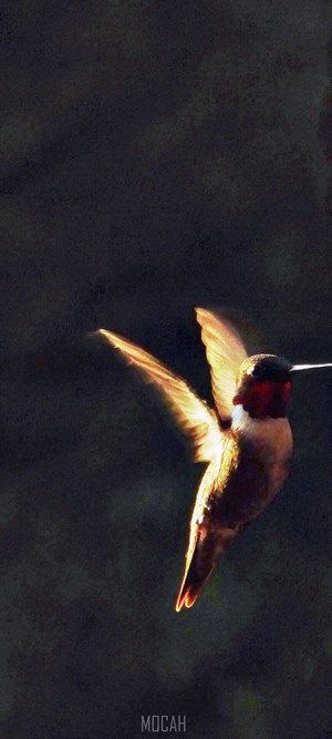 Hummingbird in flight against a dark background