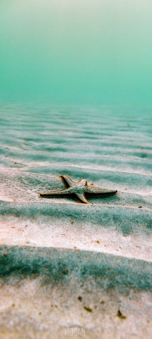 Starfish on sandy seabed underwater