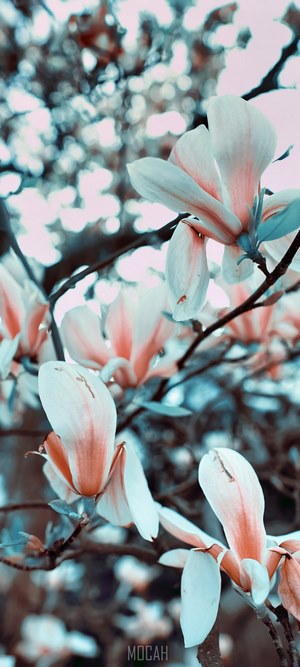 Magnolia tree blossoms with soft pink and blue hues