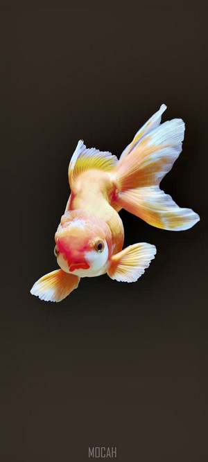 Orange and white goldfish with flowing fins