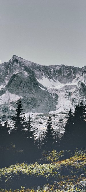 Snowy mountains and pine trees
