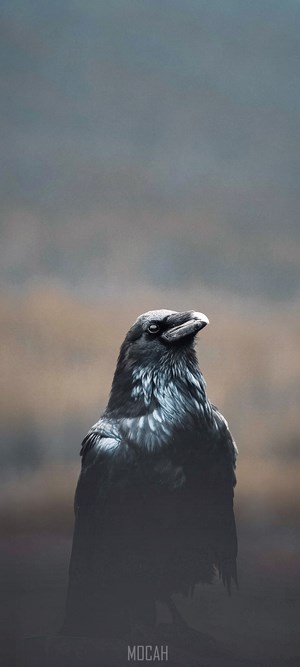 Majestic Black Raven in Moody Light