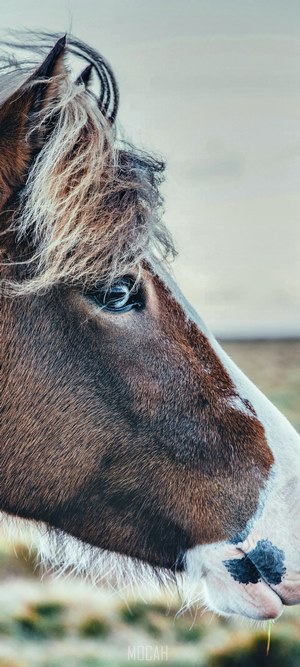 Close up of a brown horse's head