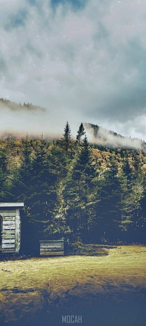 Forest with wooden structures and misty mountains
