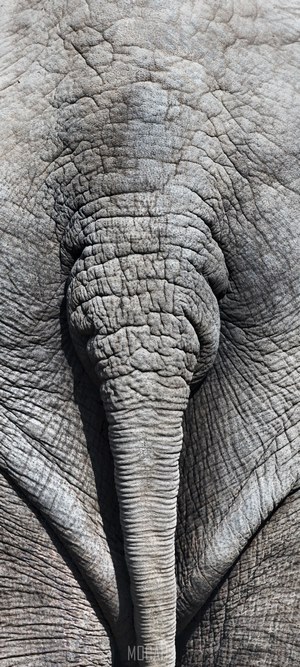 Close-up of an elephant's rear end and tail