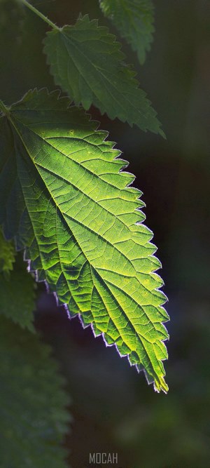 Close-up of a backlit nettle leaf