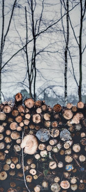 Pile of cut logs in a forest