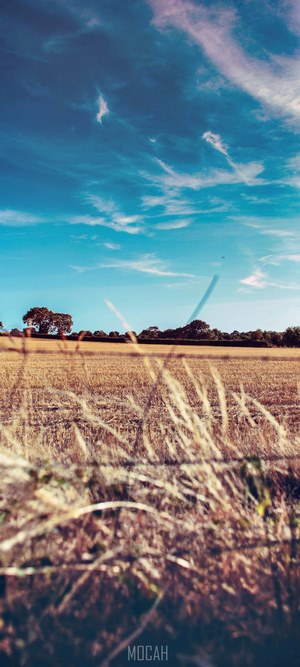 Golden field under a blue sky with clouds