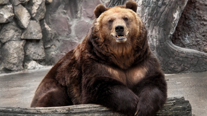 A large brown bear sits on a log