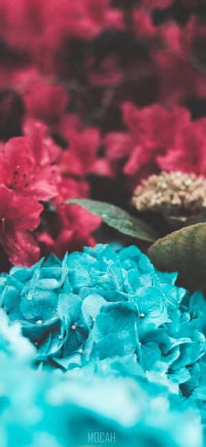 clusters of red and blue hydrangea flowers, blended, Lenovo Z6 Pro ...