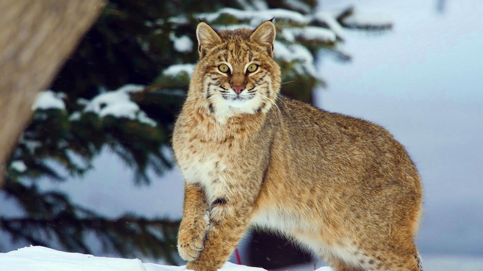 Bobcat standing in the snow