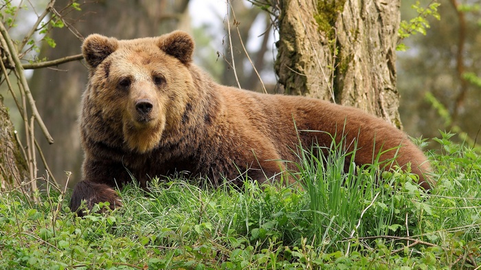 Brown bear lying in green grass near a tree