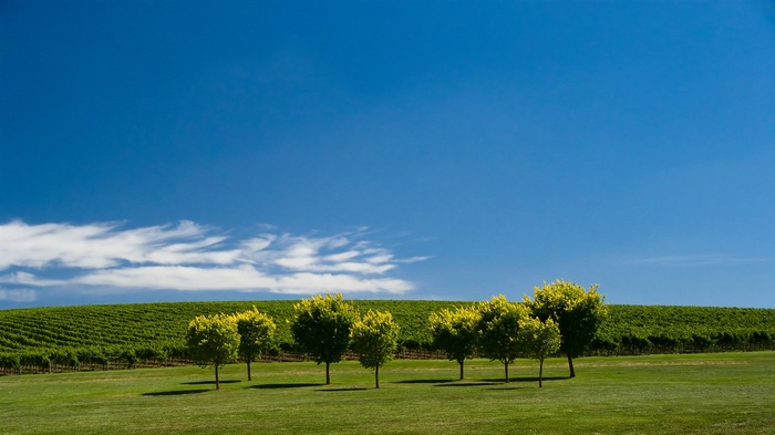 Vineyard on a hill under a blue sky with trees