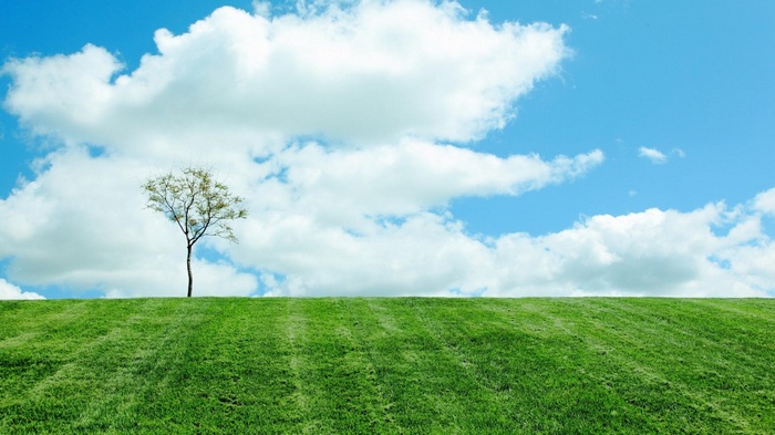 Lone tree on a grassy hill under a cloudy sky