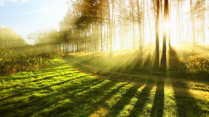Sunbeams through a forest path