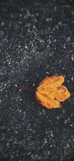 a yellow leaf on the ground, _yellow leaf ground, Oppo Find X ...