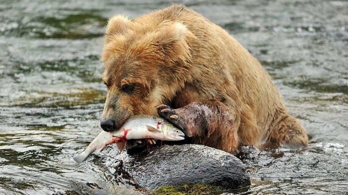Brown bear eating a salmon in a river