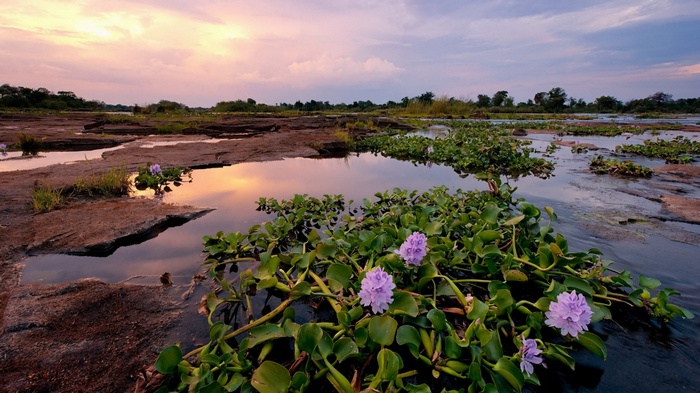 Water hyacinths with purple flowers in a rocky river at sunset