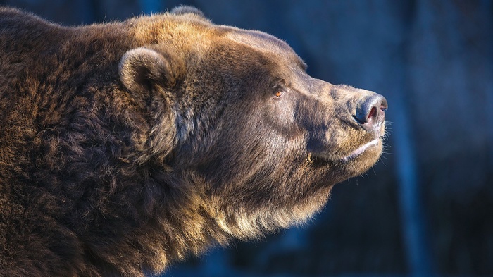 Close-up of a brown bear's head