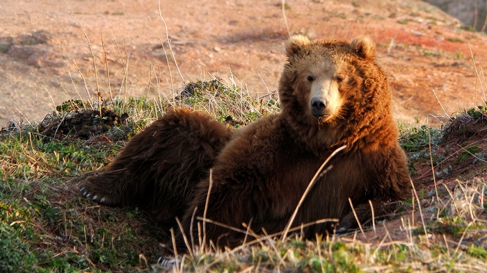 A brown bear rests on a grassy hill