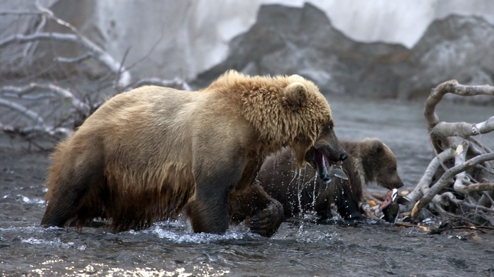 Brown bears fishing for salmon in a river