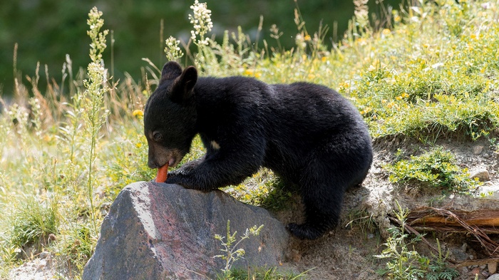 Black bear cub eating a carrot on a rock