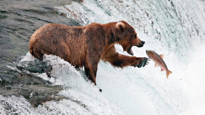 Brown bear catching a salmon in a waterfall