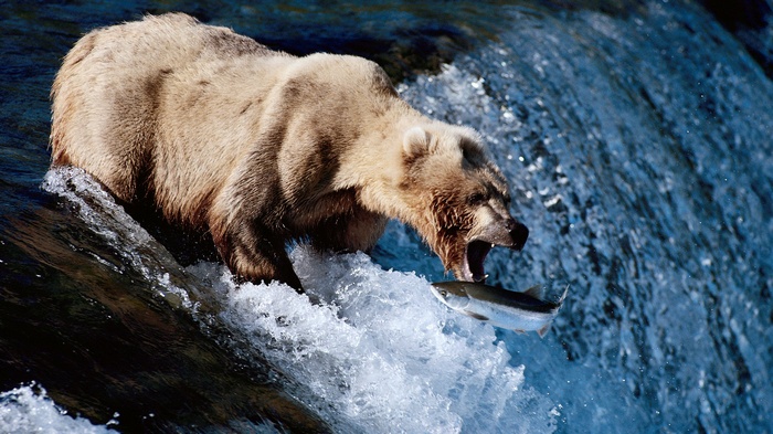 Brown bear catching a salmon in a waterfall