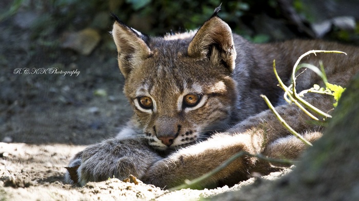 Lynx cub resting in the dirt
