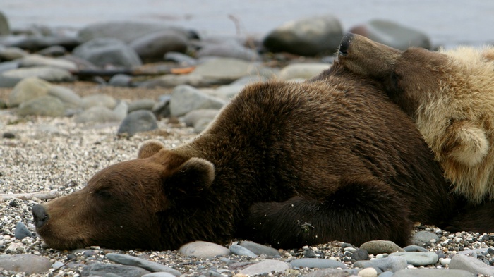 Two brown bears sleeping on a rocky shore