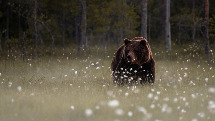 Brown bear walking in a field of cotton grass