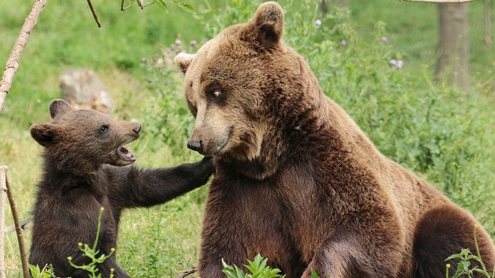 A mother bear and her cub in a grassy field
