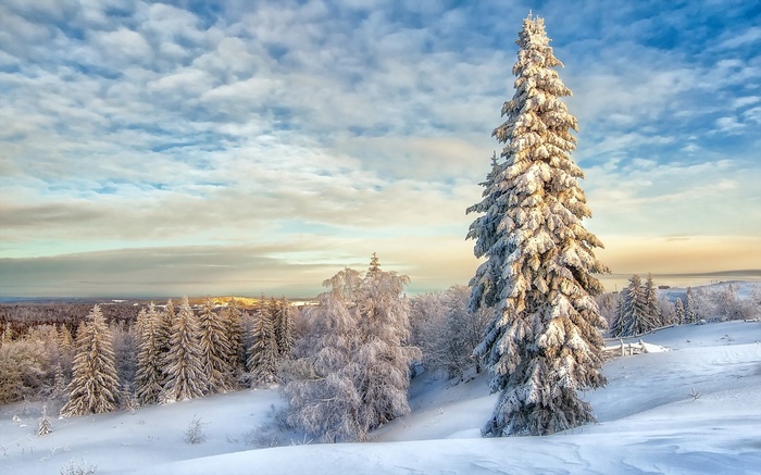 Snow-covered trees on a hill under a cloudy sky