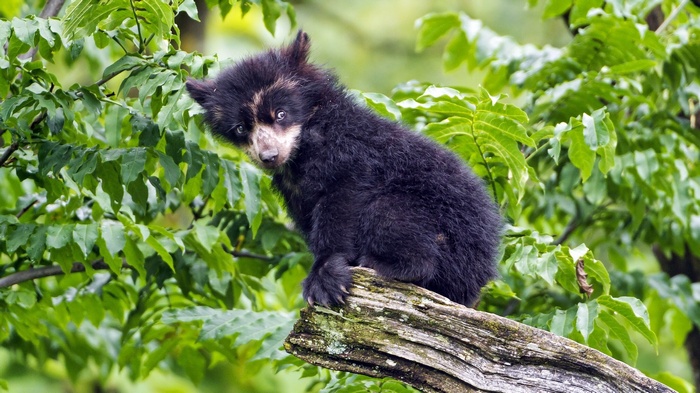 Andean bear cub sitting on a tree branch