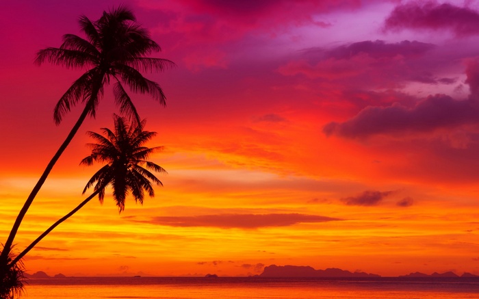 Silhouetted palm trees against a vibrant sunset over the ocean