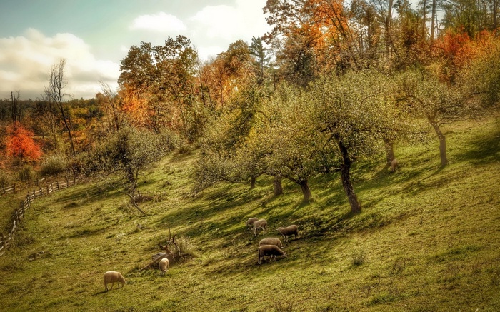 Sheep grazing on a grassy hillside with autumn trees