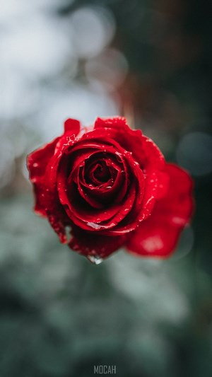 #284333 Rose, Red, Garden Roses, Flower, Petal, Oppo A39 screensaver ...