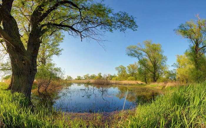 Pond surrounded by trees and grass under a clear blue sky